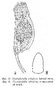 Myers, F J (1942): Proceedings of the Academy of Natural Sciences of Philadelphia 94 p.276, pl.23, fig.2